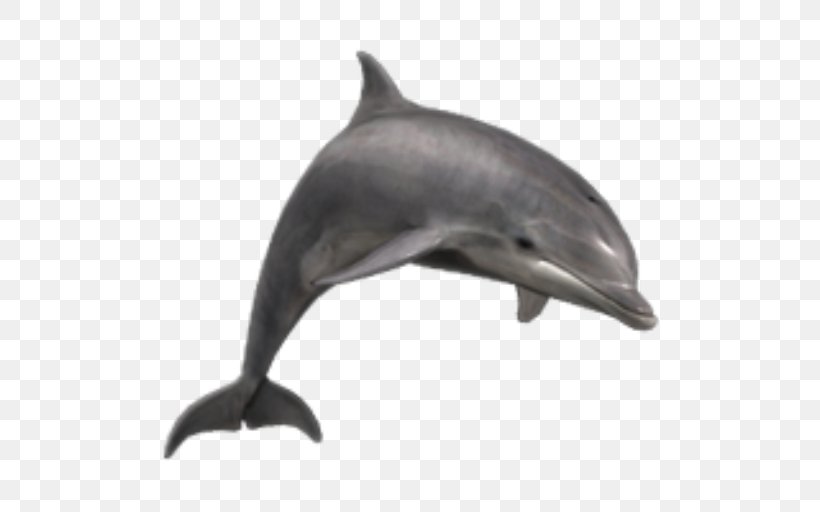 Common Bottlenose Dolphin Short-beaked Common Dolphin Wholphin Tucuxi Rough-toothed Dolphin, PNG, 512x512px, Common Bottlenose Dolphin, Bottlenose Dolphin, Chinese White Dolphin, Dolphin, Fauna Download Free