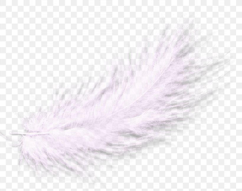 Feather, PNG, 922x729px, Feather, White, Wing Download Free