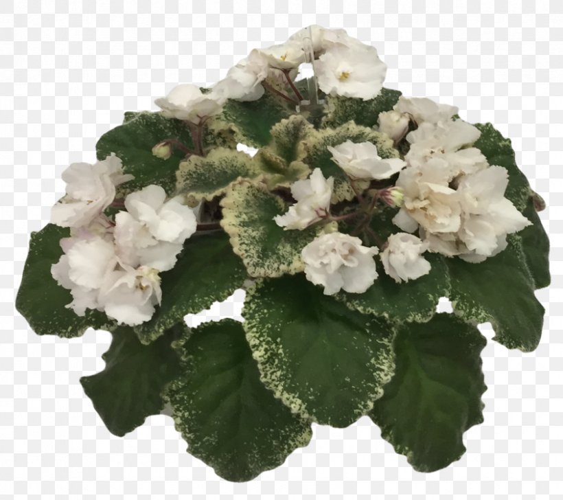 African Violet Society Of America African Violets Annual Plant Flower, PNG, 844x750px, African Violet Society Of America, African Violets, Annual Plant, Dallas, Flower Download Free