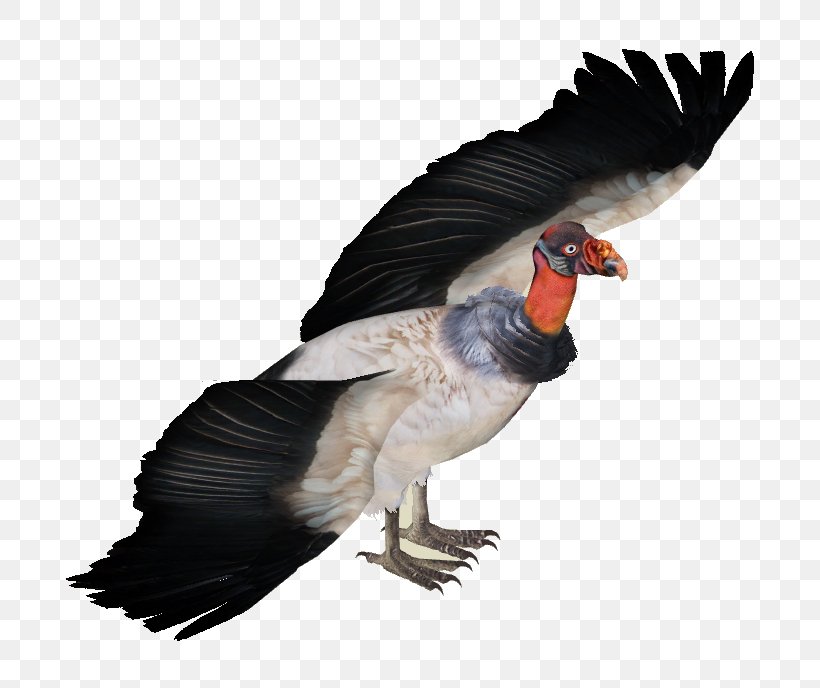 King Vulture Zoo Tycoon 2 Goose, PNG, 688x688px, King Vulture, Beak, Bird, Black Vulture, Duck Download Free
