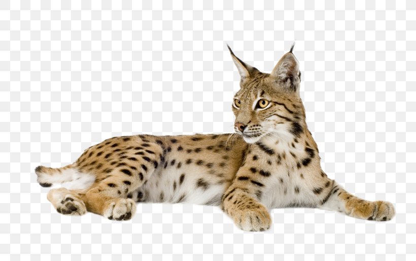 Eurasian Lynx Bobcat Felidae Kitten, PNG, 800x514px, Eurasian Lynx, Animal, Big Cats, Bobcat, Caracal Download Free