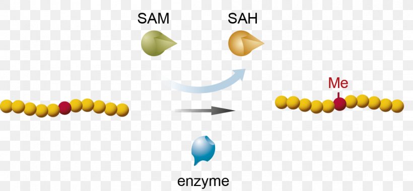 Methyltransferase Assay S-Adenosyl Methionine Methylation Lysine, PNG, 1156x536px, Methyltransferase, Assay, Elisa, Enzyme, Enzyme Substrate Download Free