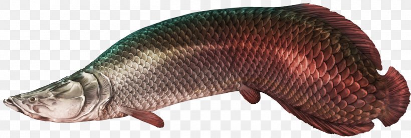 Predatoty Fins Pirarucu Tilapia Freshwater Fish, PNG, 1300x437px, Tilapia, Animal, Animal Figure, Arapaima, Fish Download Free