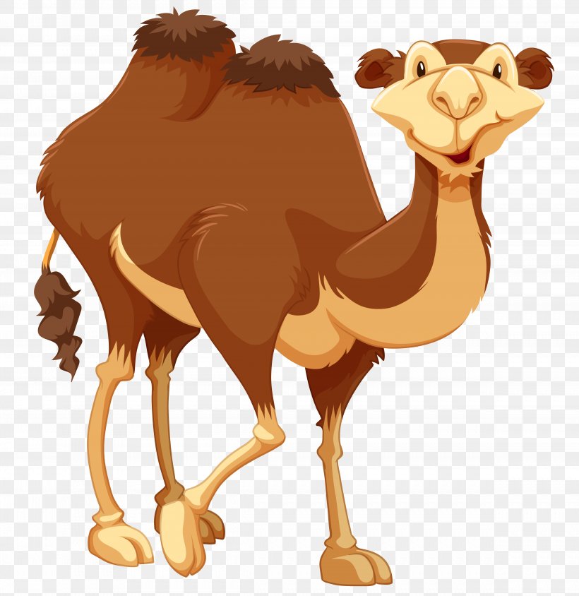 Camel Royalty-free Stock Photography Drawing, PNG, 4797x4942px, Camel, Arabian Camel, Beak, Camel Like Mammal, Camel Train Download Free