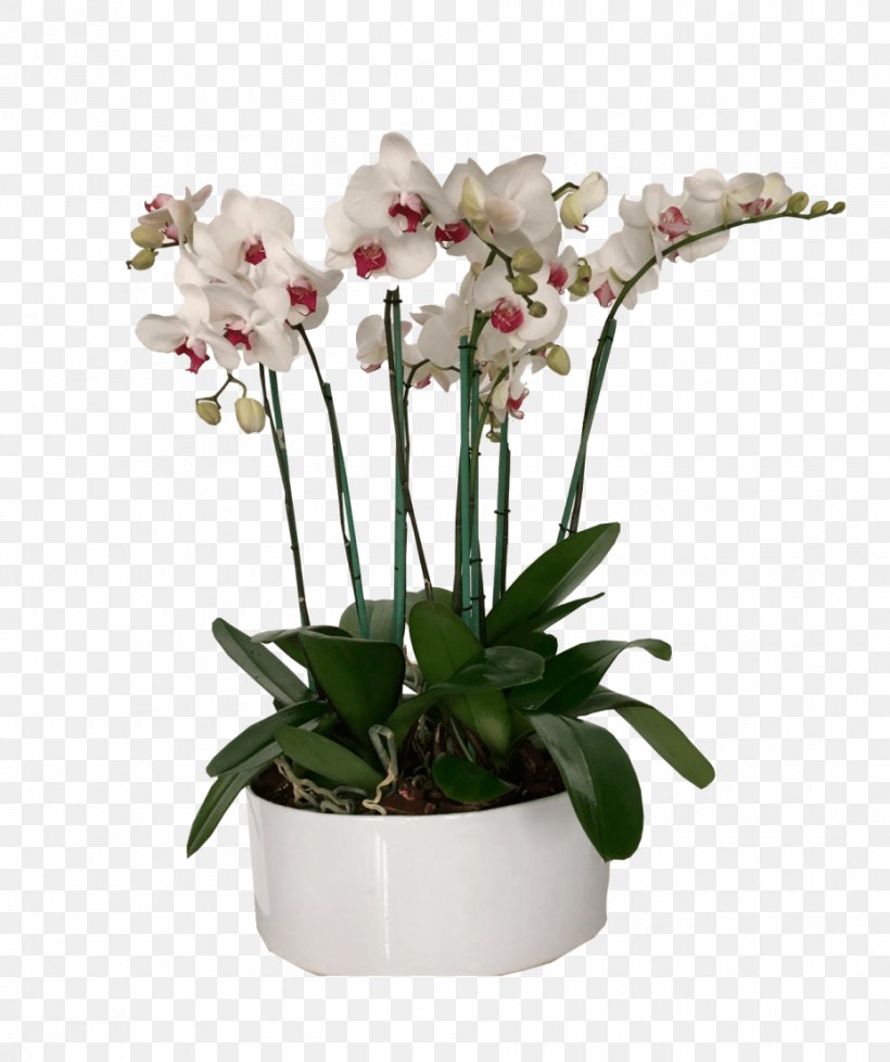 Moth Orchids Flowerpot Cut Flowers Artificial Flower, PNG, 930x1110px, Moth Orchids, Artificial Flower, Cut Flowers, Flower, Flowering Plant Download Free