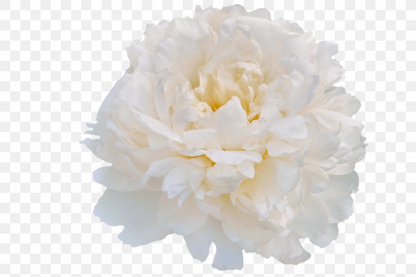 My Peony Society Cut Flowers Pink, PNG, 1500x1000px, Peony, Carnation, Cut Flowers, Flower, Flowering Plant Download Free