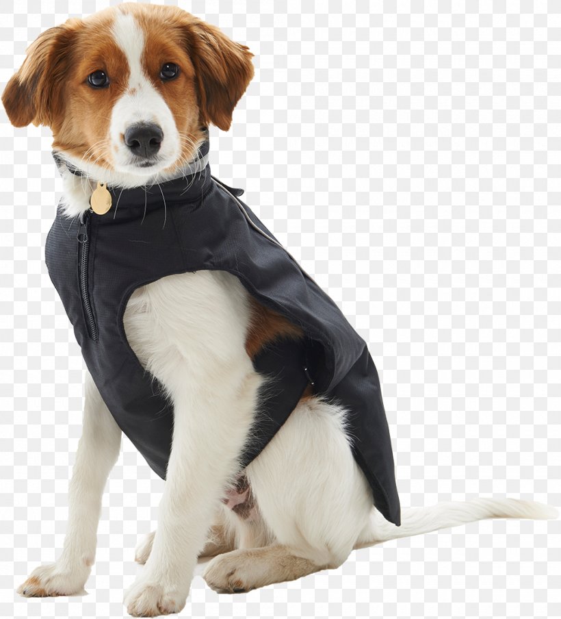 Beagle Maltipoo Bulldog Animal Canidae, PNG, 1000x1103px, Beagle, Animal, Breed, Bulldog, Canidae Download Free