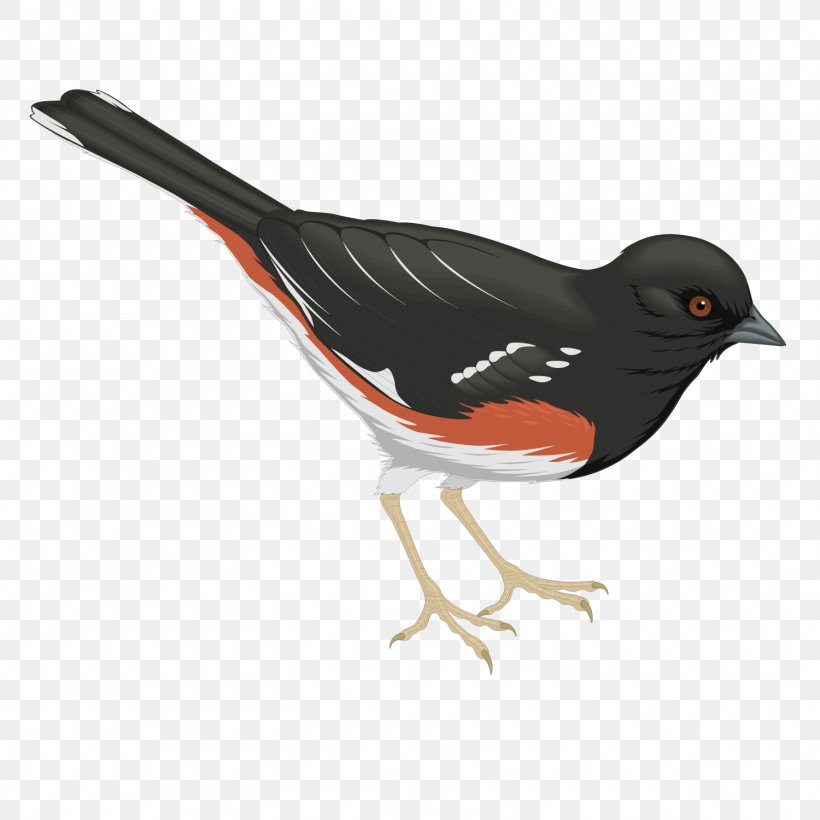Bird Common Raven, PNG, 1500x1500px, Bird, Beak, Common Raven, Crows, Feather Download Free