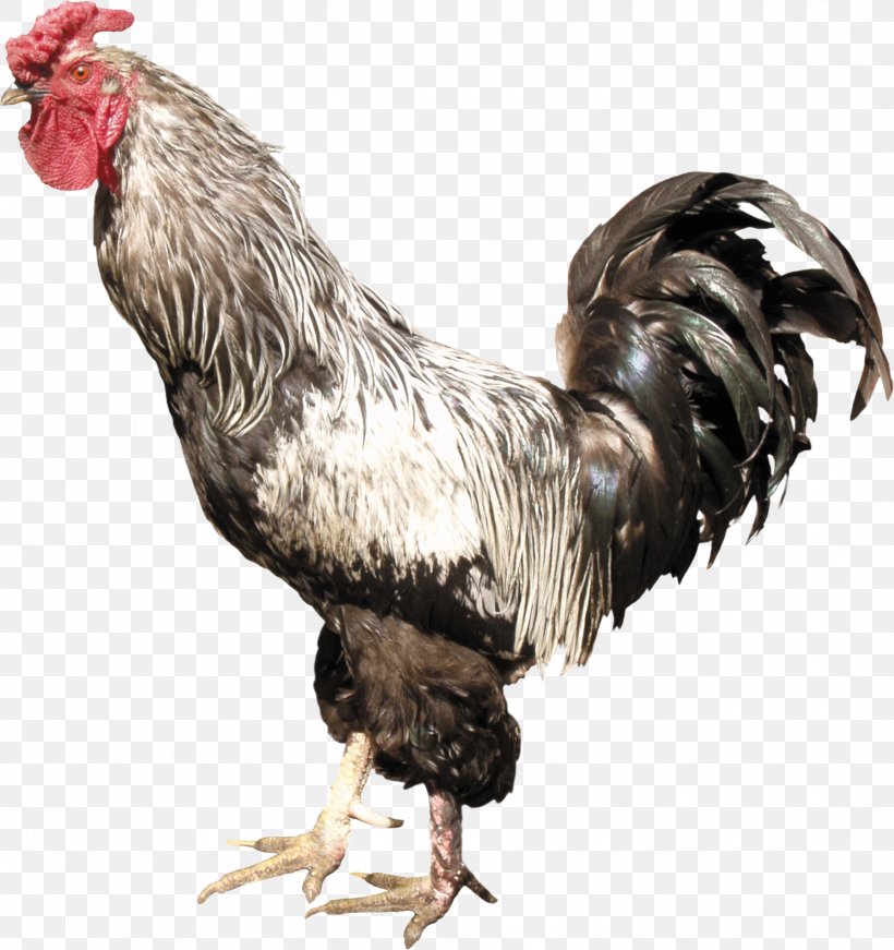 Chicken Rooster Clip Art, PNG, 2161x2298px, Rooster, Beak, Bird, Button, Chicken Download Free