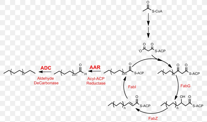 Fatty Acid Synthesis Alkane Biosynthesis Metabolic Pathway, PNG, 800x484px, Fatty Acid Synthesis, Acid, Acyl Carrier Protein, Acyl Group, Alkane Download Free