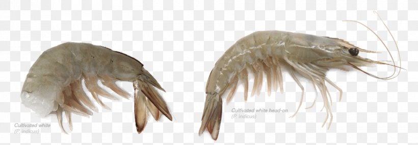 Feather Invertebrate, PNG, 980x340px, Feather, Invertebrate, Organism, Wing Download Free