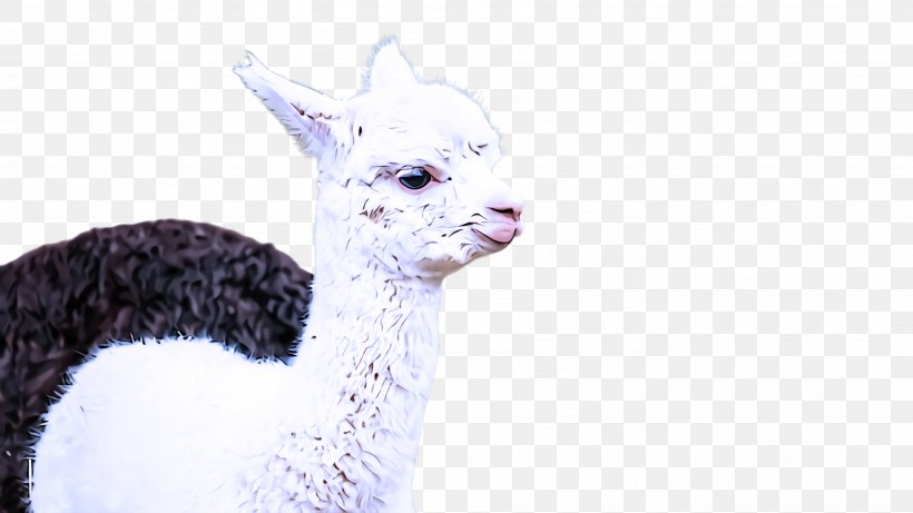 Llama, PNG, 2668x1500px, Alpaca, Camelid, Livestock, Llama Download Free