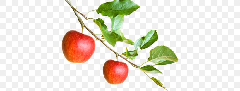 Apple Barbados Cherry Branch Food Fruit, PNG, 400x311px, Apple, Acerola, Acerola Family, Apple Watch, Barbados Cherry Download Free
