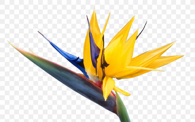 Bird Of Paradise Flower Bird-of-paradise Hummingbird, PNG, 1600x1000px, Bird, Bird Of Paradise Flower, Birdofparadise, Close Up, Flora Download Free