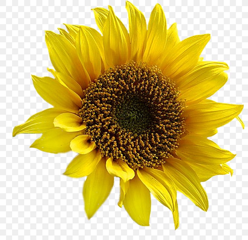 Common Sunflower Sunflower Seed Clarins Body Lift Cellulite Control Clip Art, PNG, 800x795px, Common Sunflower, Annual Plant, Artikel, Daisy Family, Flower Download Free