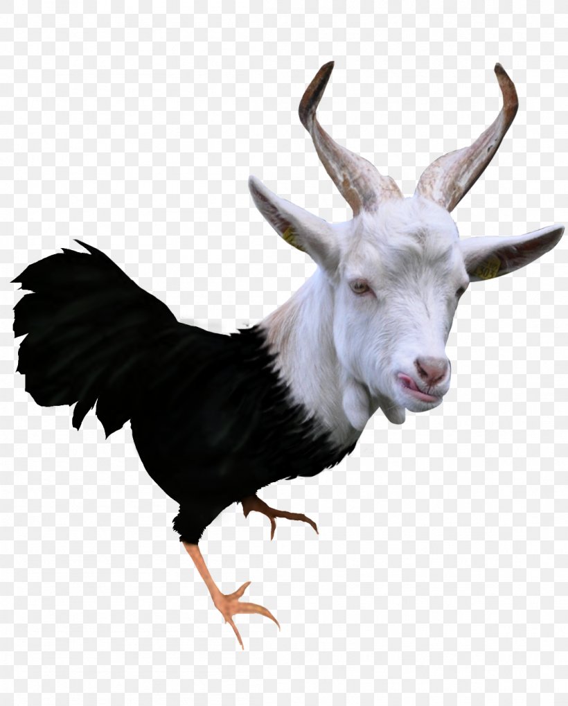 Goat Meat Chicken Venison Cattle, PNG, 1101x1369px, Goat, Beak, Butcher, Caprinae, Cattle Download Free