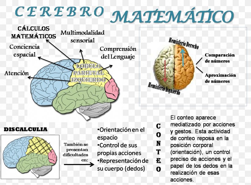 Mathematics Agy Mathematical Logic Human Brain, PNG, 1448x1073px, Watercolor, Cartoon, Flower, Frame, Heart Download Free