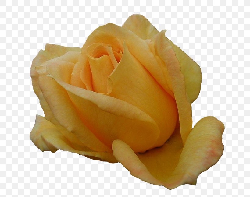 Roses, Girona Flower Garden Roses, PNG, 700x647px, Rose, Black Rose, Flower, Garden Roses, Molly Soda Download Free