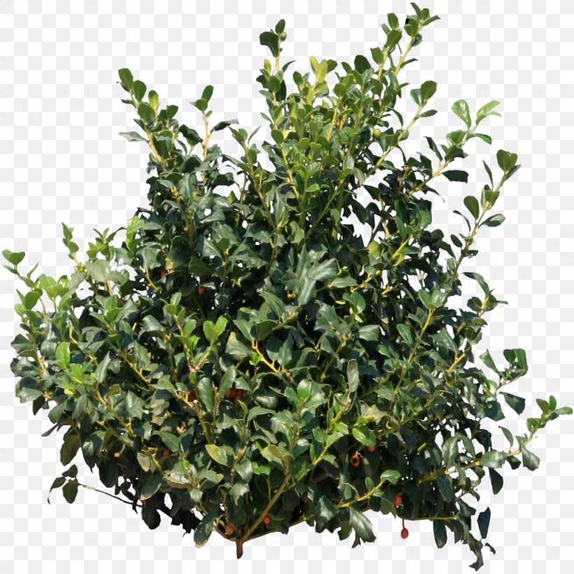 Shrub Plant Clip Art, PNG, 1024x1024px, Shrub, Branch, Bush, Evergreen, Height Download Free