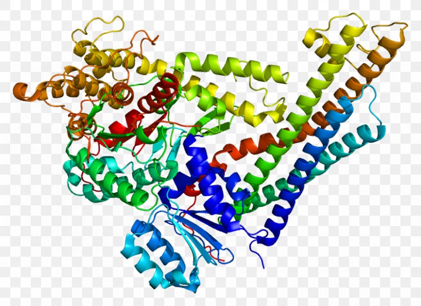 STXBP1 Gene Expression Cell Munc-18, PNG, 845x615px, Gene, Area, Art, Body Jewelry, Cell Download Free