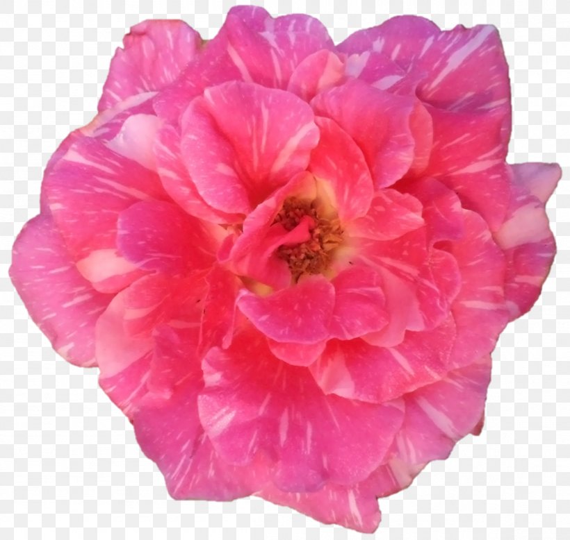 Cabbage Rose Garden Roses Floribunda Rosen Tantau Cut Flowers, PNG, 1153x1094px, Cabbage Rose, Annual Plant, China Rose, Cut Flowers, Floribunda Download Free