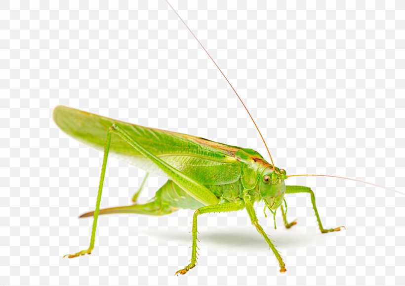 Grasshopper Stock Photography Szarau0144cza, PNG, 1100x780px, Grasshopper, Arthropod, Cricket, Cricket Like Insect, Insect Download Free