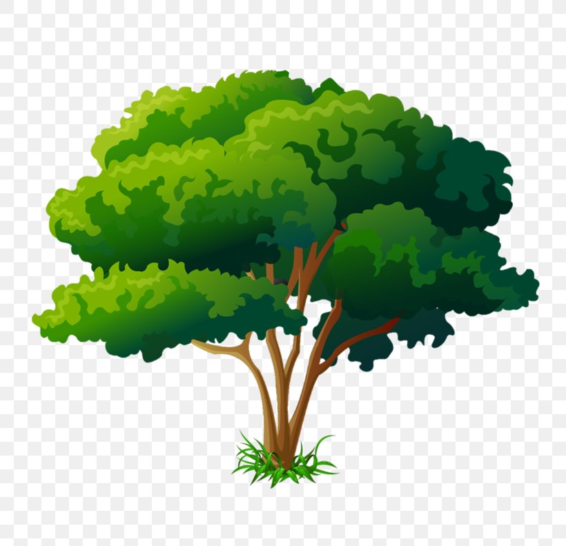Drawing Tree, PNG, 800x791px, Drawing, Grass, Green, Leaf, Plant Download Free
