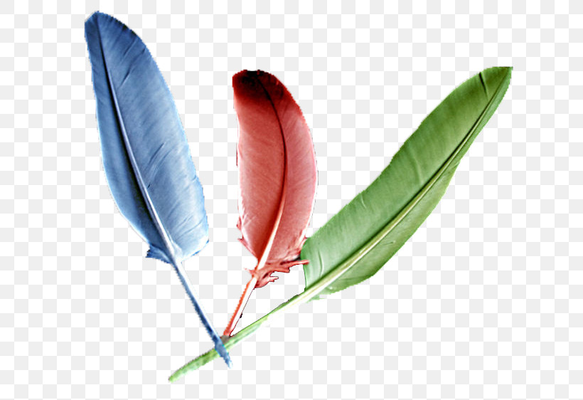 Feather, PNG, 668x562px, Leaf, Beak, Birds, Birds Wing, Cartoon Download Free