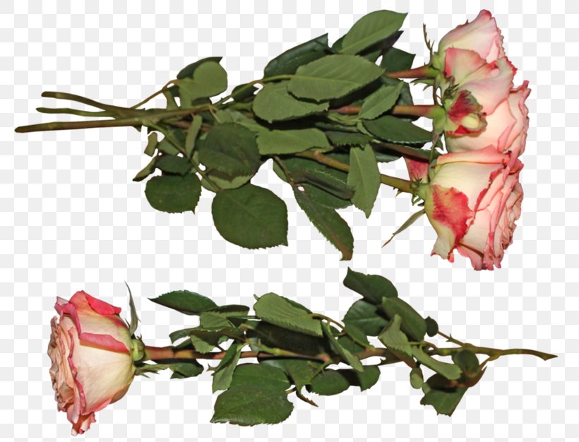 Garden Roses Cut Flowers DeviantArt Petal, PNG, 800x626px, Garden Roses, Branch, Bud, Cut Flowers, Deviantart Download Free