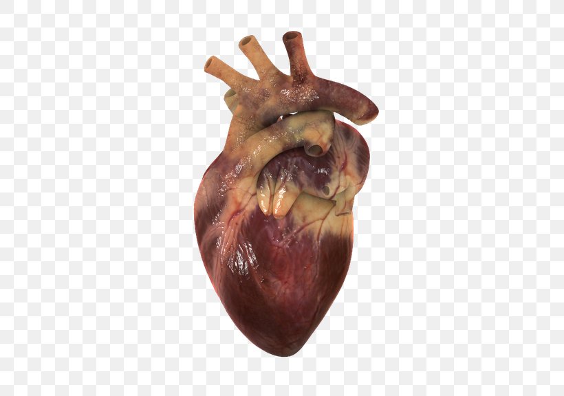 Human Heart Circulatory System 3D Computer Graphics Visualization, PNG, 438x576px, Watercolor, Cartoon, Flower, Frame, Heart Download Free