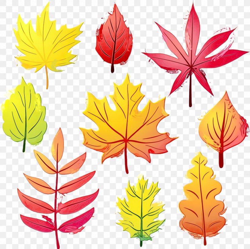 Maple Leaf, PNG, 2004x1996px, Watercolor, Black Maple, Deciduous, Leaf, Maple Leaf Download Free