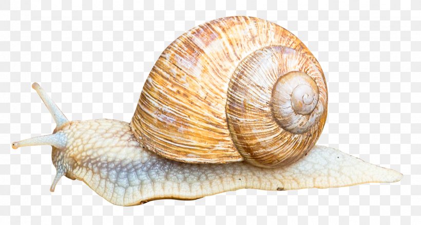 Snail Orthogastropoda Icon, PNG, 1635x874px, Gastropods, Animal, Cockle, Conchology, Escargot Download Free