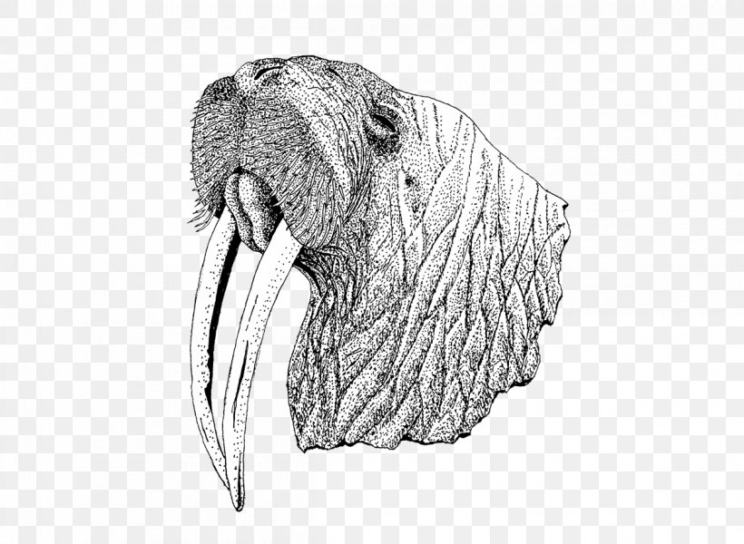 Walrus White Snout, PNG, 1200x879px, Walrus, Black And White, Carnivoran, Drawing, Mammal Download Free