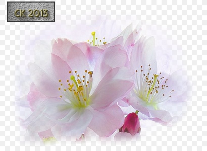 Cherry Blossom Desktop Wallpaper Flowering Plant Petal, PNG, 800x600px, Blossom, Cherry, Cherry Blossom, Computer, Flower Download Free