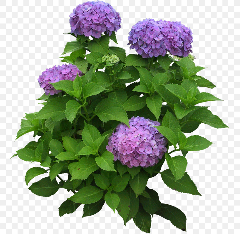 Hydrangea Summer Flower, PNG, 753x797px, Hydrangea, Annual Plant, Butterfly Bush, Common Lilac, Cut Flowers Download Free