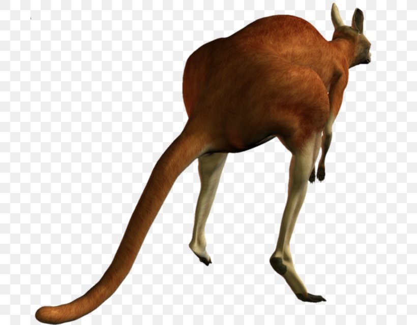 Macropodidae Kangaroo Animal Camel, PNG, 700x640px, Macropodidae, Animal, Camel, Deer, Fauna Download Free