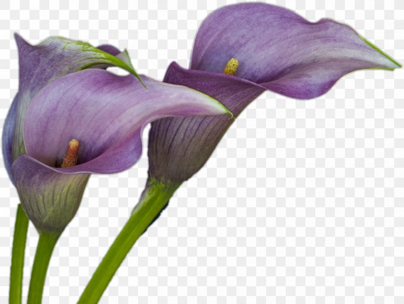 Arum-lily Bog Arum Flower, PNG, 1235x929px, Arumlily, Arum Family, Arum Lilies, Arums, Bog Arum Download Free