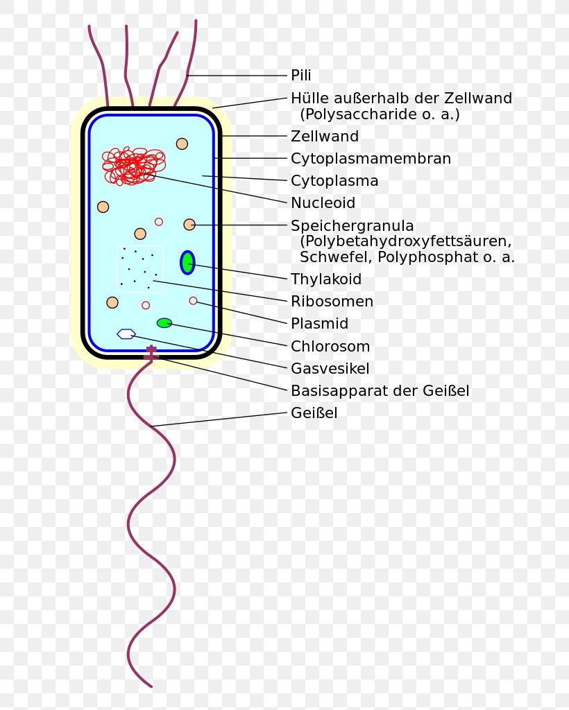 Bacteria Thylakoid Prokaryote Cell System, PNG, 669x1024px, Bacteria, Area, Biology, Cell, Cell Biology Download Free