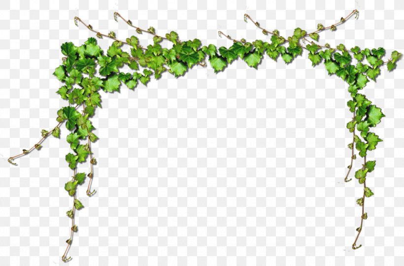 Common Grape Vine Green Computer File, PNG, 974x642px, Common Grape Vine, Color, Floral Design, Flower, Grape Leaves Download Free