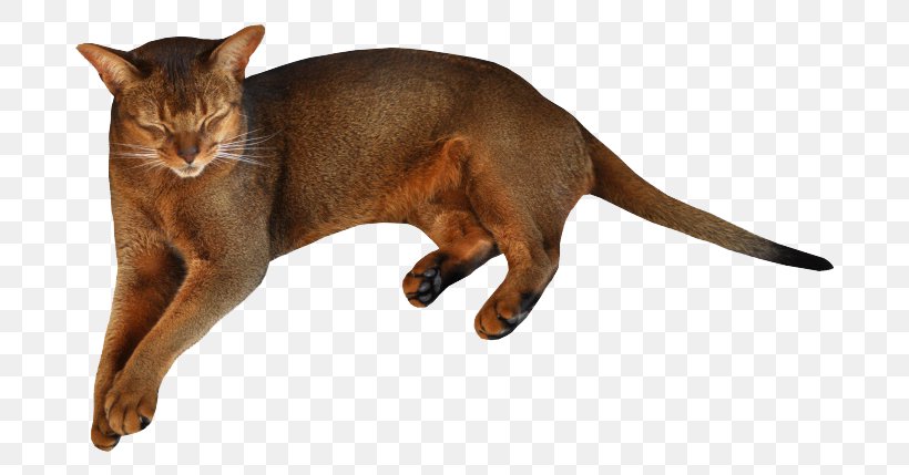 Ragdoll Havana Brown Kitten Felidae, PNG, 760x429px, Ragdoll, Abyssinian, Asian, Black Cat, Burmese Download Free