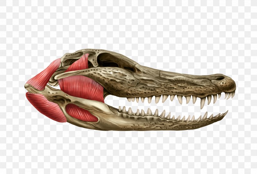 Tyrannosaurus Reptile Jaw Skull Muscle, PNG, 3840x2615px, Tyrannosaurus, Anatomy, Bone, Comparative Anatomy, Dinosaur Download Free