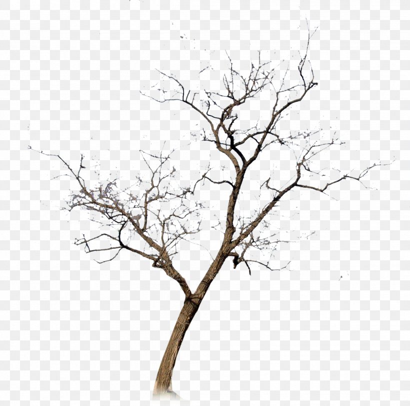 Withered,No Leaf, PNG, 2088x2066px, Tree, Black And White, Blossom, Branch, Computer Software Download Free