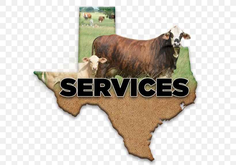 Cattle Beeville Livestock Commission 0 Sales, PNG, 606x574px, 2018, 2019, Cattle, Beeville, Buyer Download Free