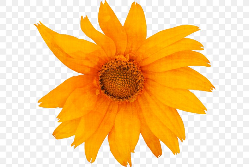 Common Sunflower Pseudanthium Common Daisy Clip Art, PNG, 600x551px, Common Sunflower, Common Daisy, Daisy Family, Drawing, Floral Design Download Free