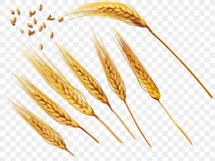 Common Wheat Ear Barley, PNG, 5020x3769px, Common Wheat, Barley, Cereal, Cereal Germ, Commodity Download Free