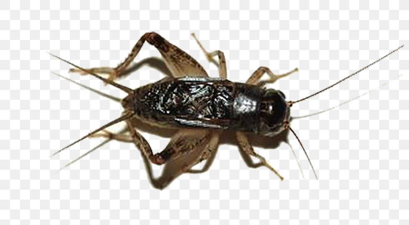 Cricket, PNG, 800x451px, Cricket, Arthropod, Bush Crickets, Cricket Like Insect, Fauna Download Free