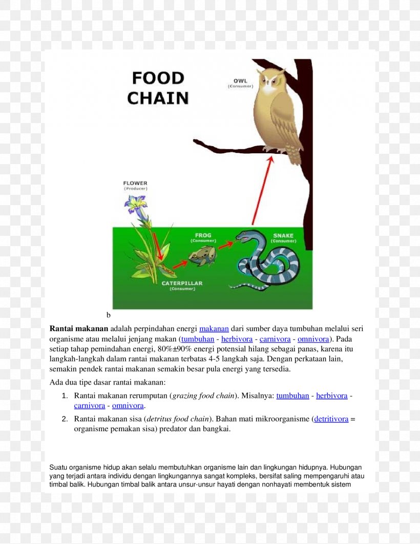 Food Chain Food Web Consumer Primary Producers Organism, PNG, 1700x2200px, Food Chain, Biology, Bird, Community, Consumer Download Free