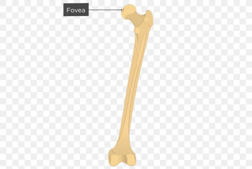Gluteal Muscles Gluteal Tuberosity Femur Greater Trochanter Fovea Centralis, PNG, 619x550px, Gluteal Muscles, Arm, Axial Skeleton, Bone, Femoral Head Download Free