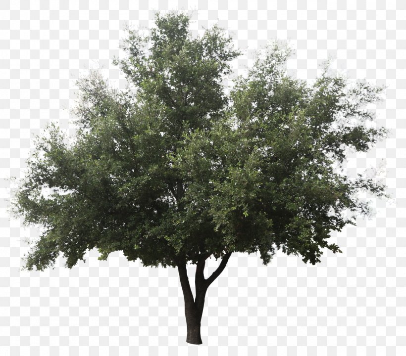 Green Ash Askur Tree Shrub Fir, PNG, 1280x1124px, Green Ash, Ash, Askur, Bay Laurel, Branch Download Free