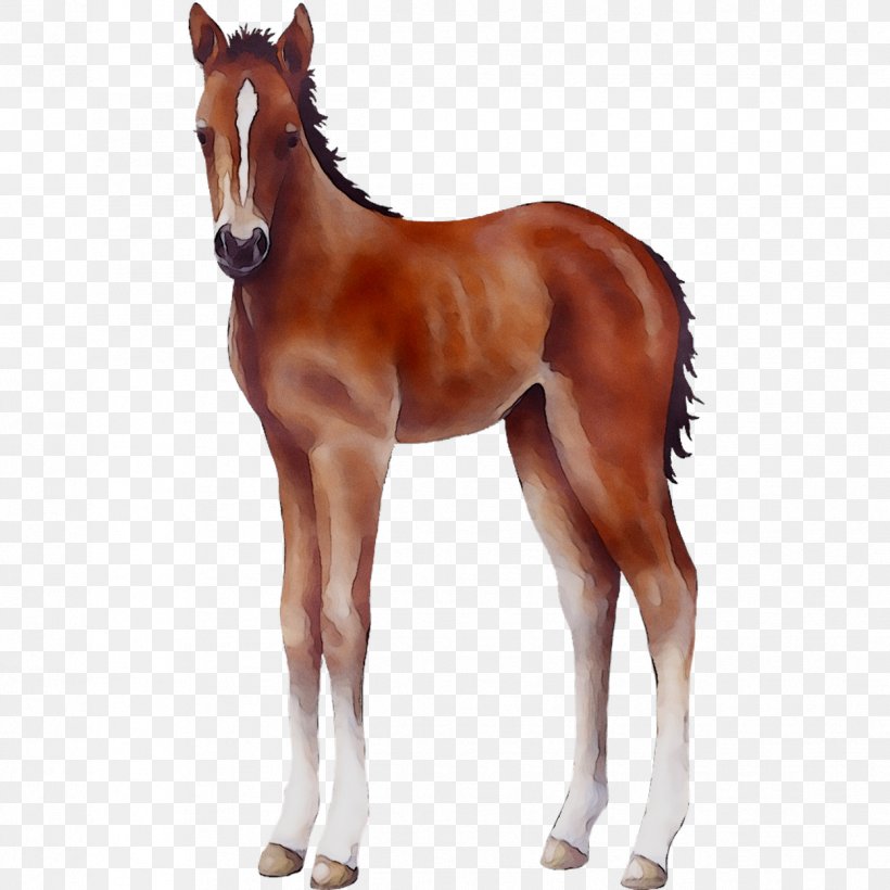 Mare Mustang Foal Stallion Halter, PNG, 1249x1249px, Mare, Animal Figure, Brown, Colt, Colts Manufacturing Company Download Free